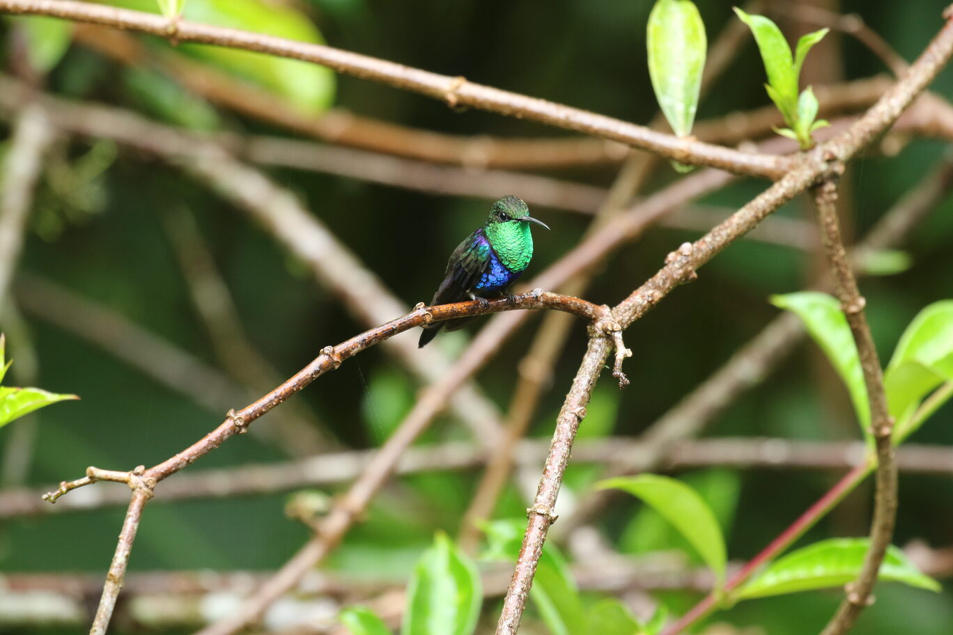 FORK-TAILED WOODNYNPH